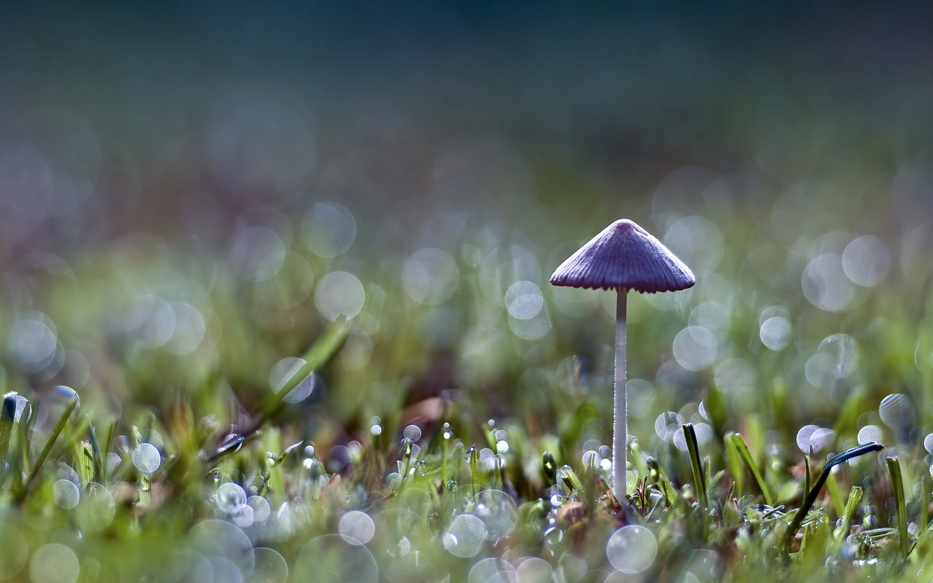 1920x1200 Mushroom Wallpaper, Desktop