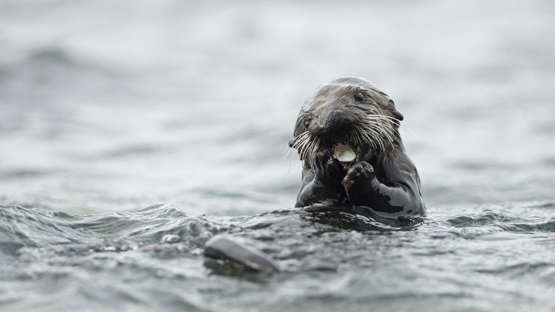 1920x1080 Sea Otter HD Wallpaper. Sea Otter Picture, Desktop