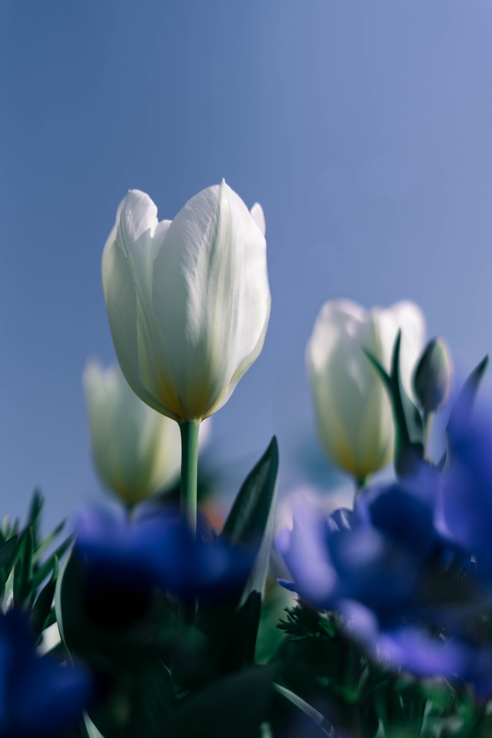 1000x1500 White Tulip Picture. Download Free Image, Phone