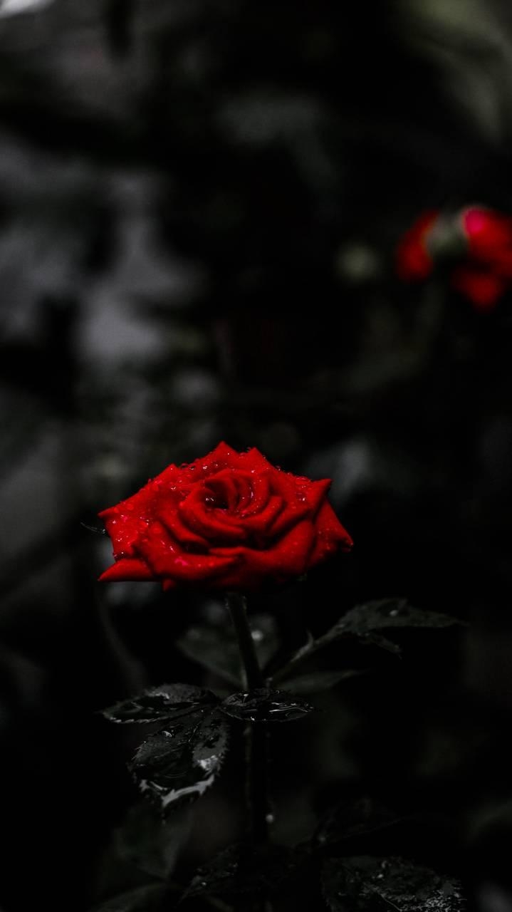 720x1280 Amoled rose wallpaper, Phone