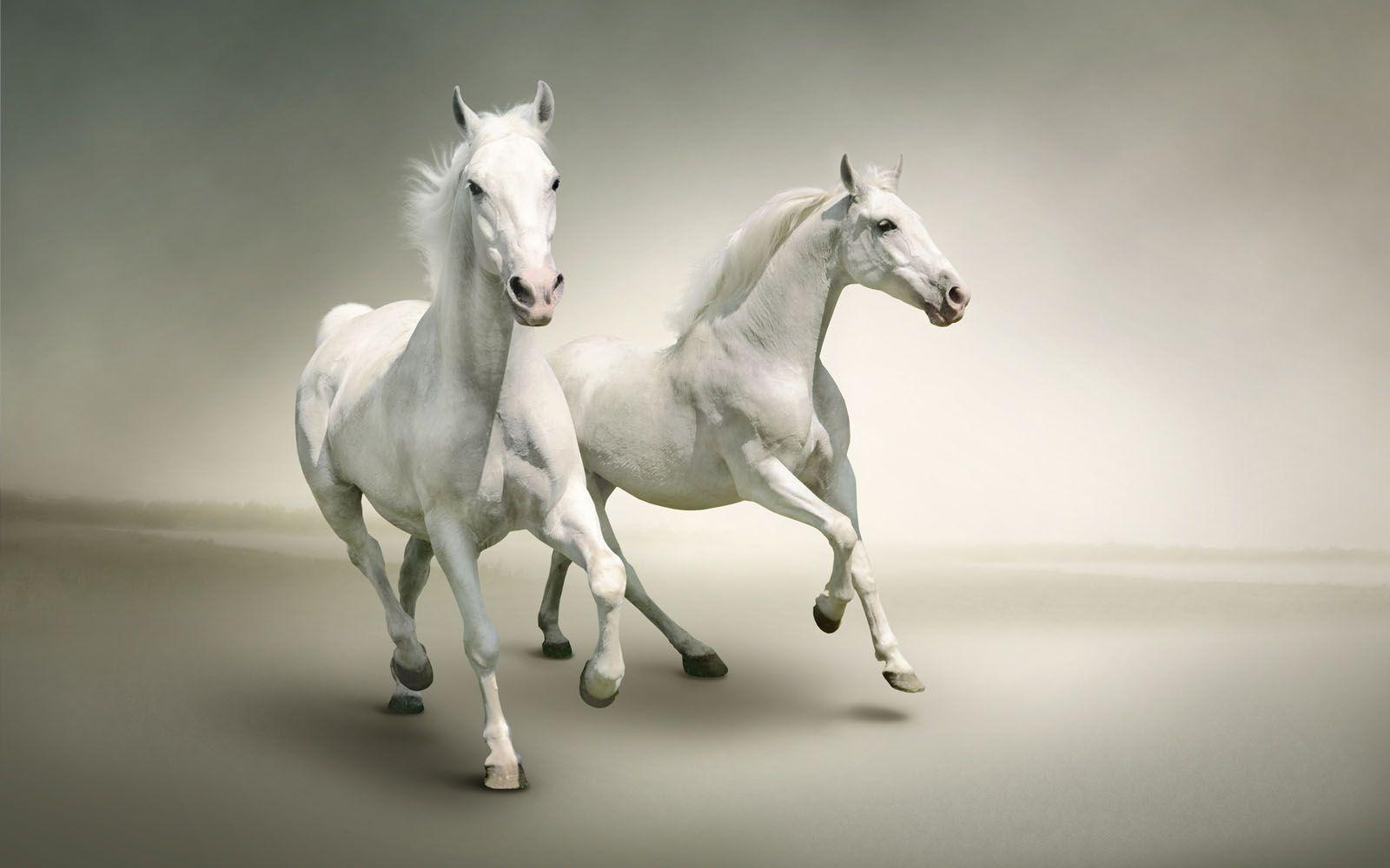 1600x1000 two white horses wallpaper, Desktop