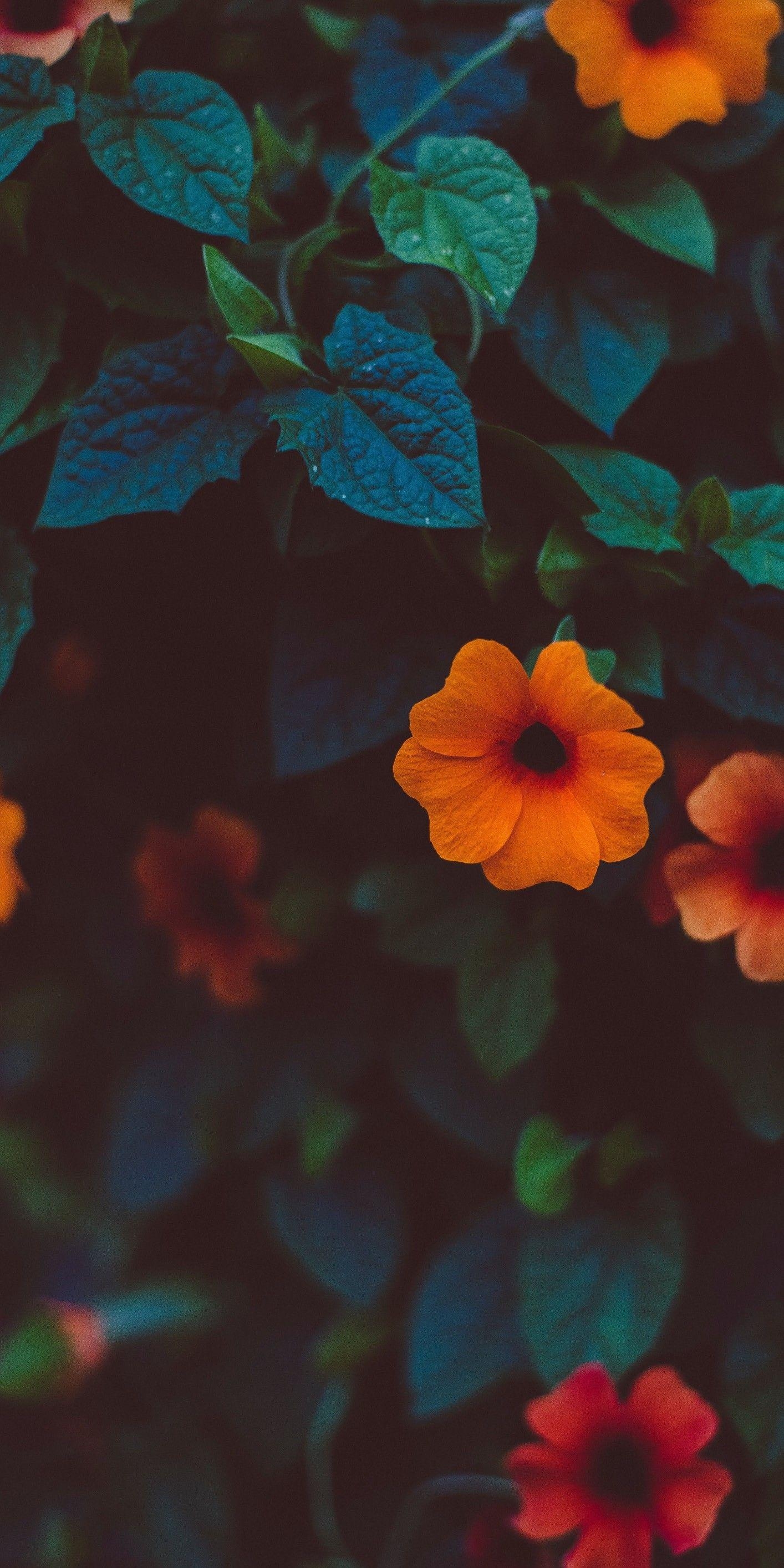 1420x2830 Flores Aesthetic Wallpaper, Screen Wallpaper, Mobile, Phone