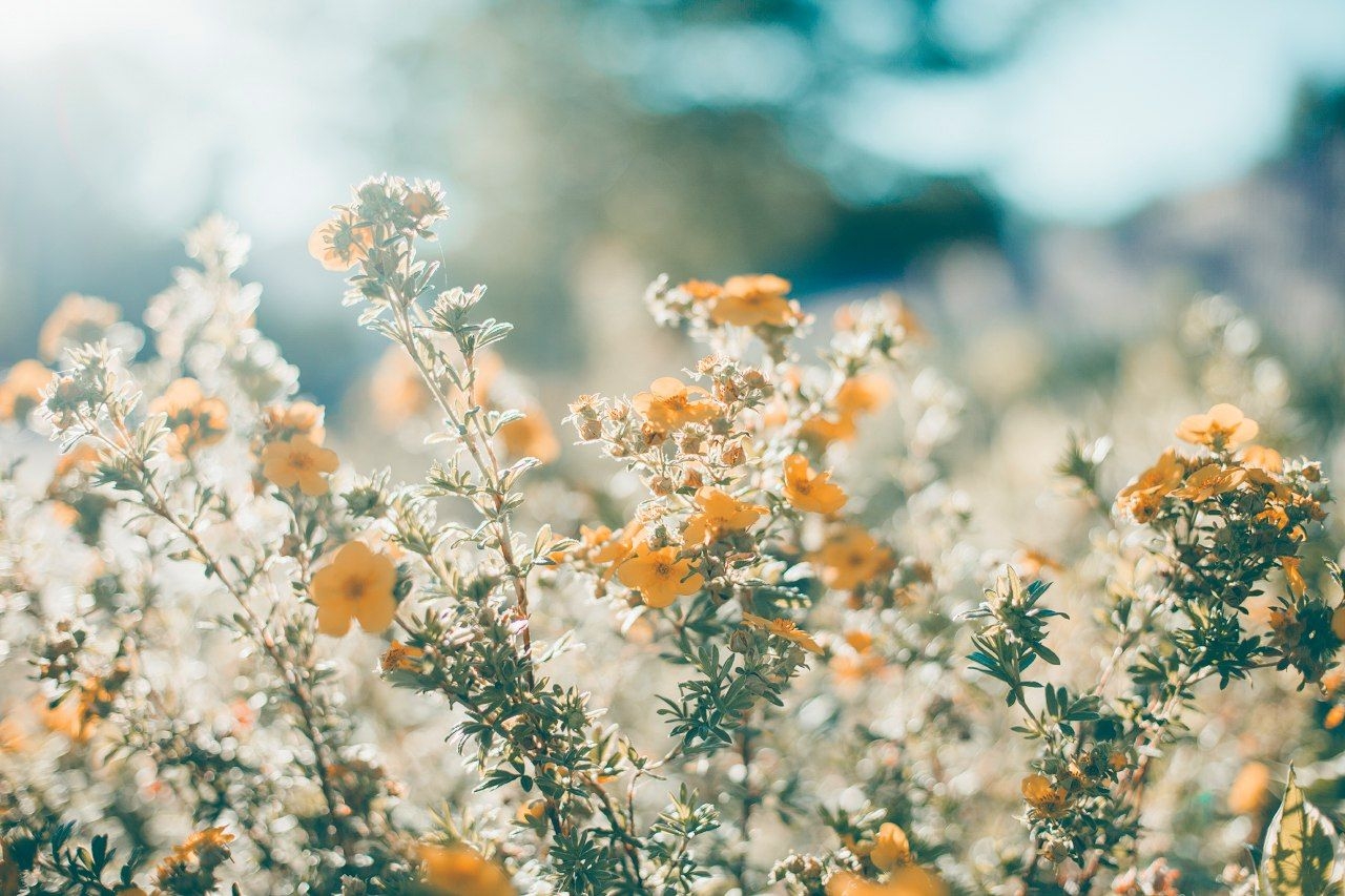 1280x860 Aesthetic desktop wallpaper, Flower, Desktop