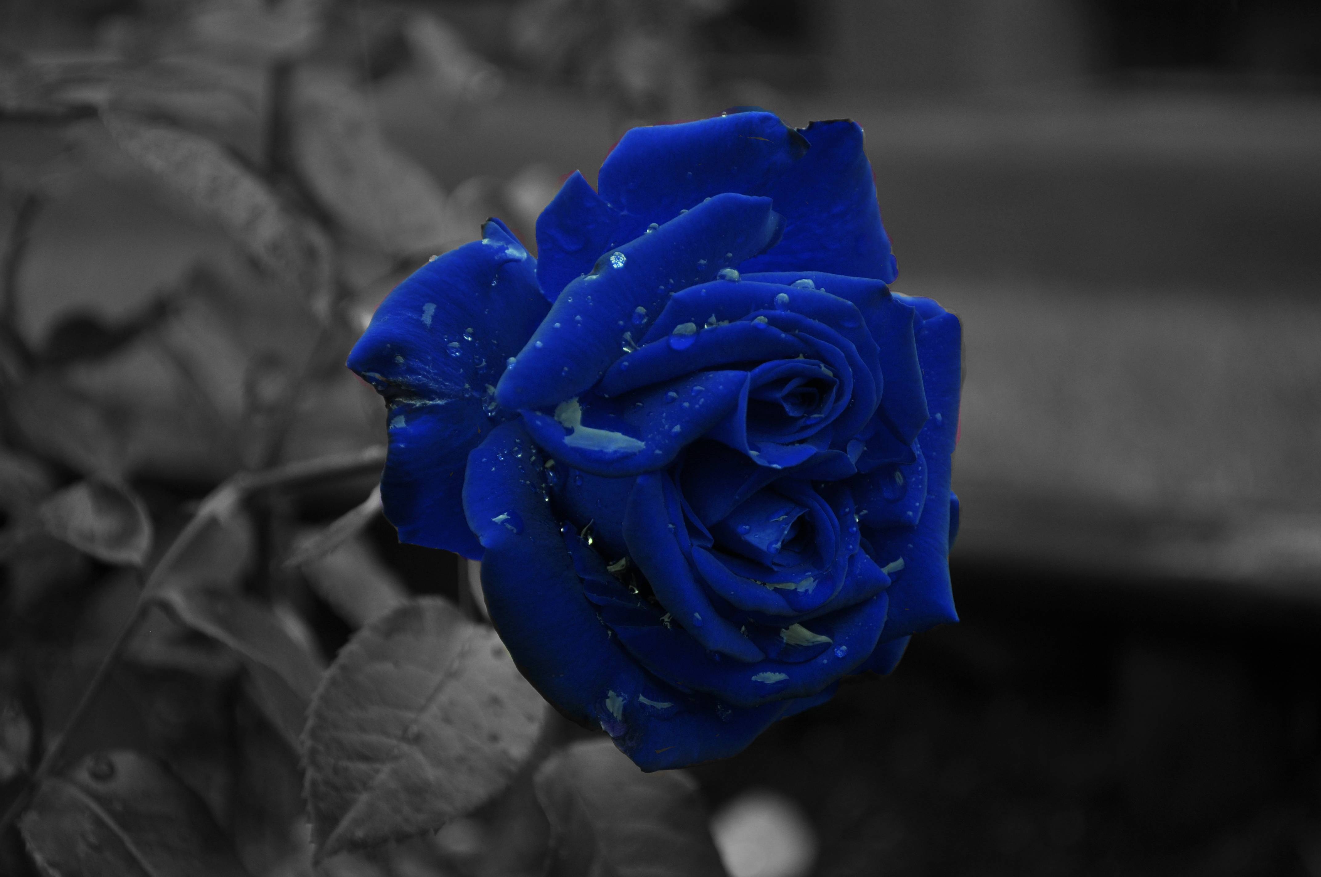 4290x2850 Black and Blue Rose Wallpaper Free Black and Blue Rose Background, Desktop