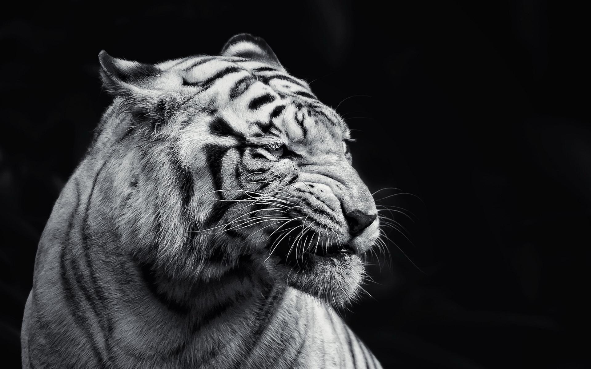 1920x1200 Tiger Wallpaper High Quality, Desktop