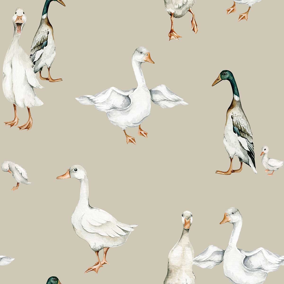 1200x1200 Mallard Ducks Wallpaper, Phone