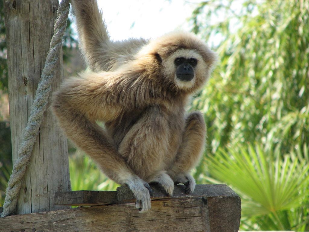 1030x770 Gibbon wallpaperx768, Desktop