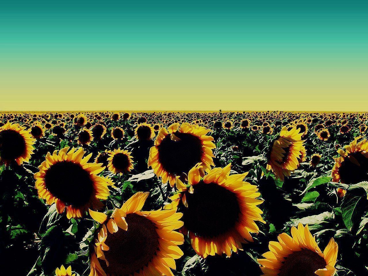 1280x960 Sunflower Wallpaper Border 12574 Full HD Wallpaper Desktop, Desktop