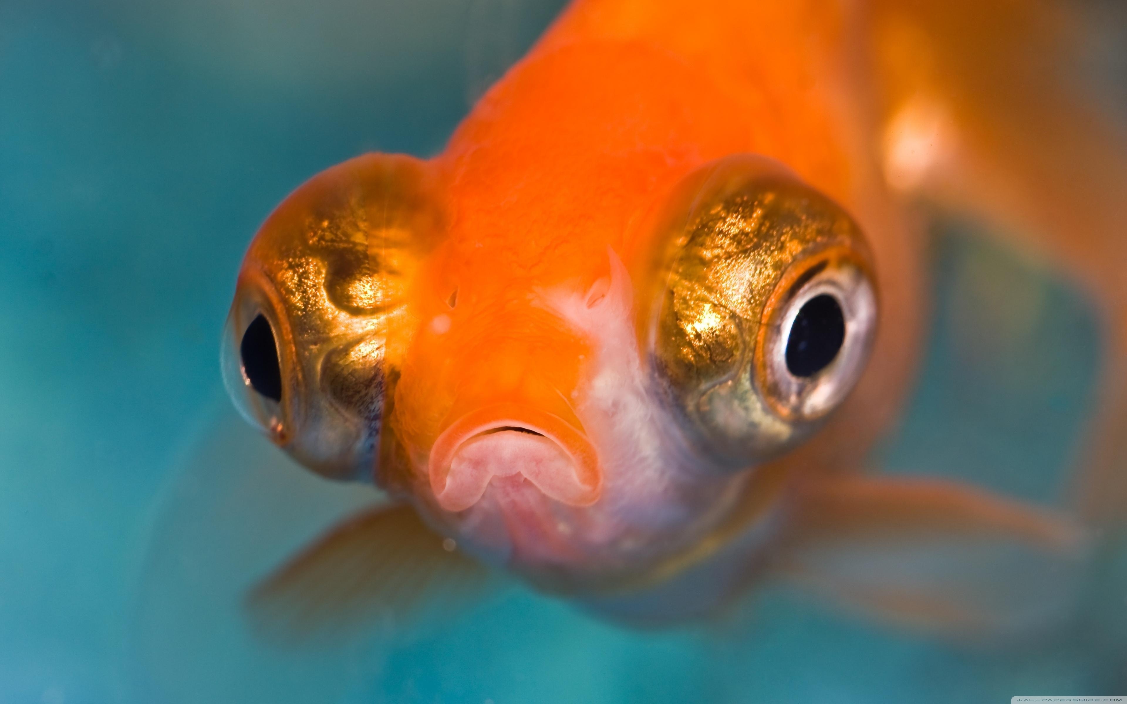 3840x2400 Download Amazing Telescope Goldfish Aquarium Wallpaper, Desktop