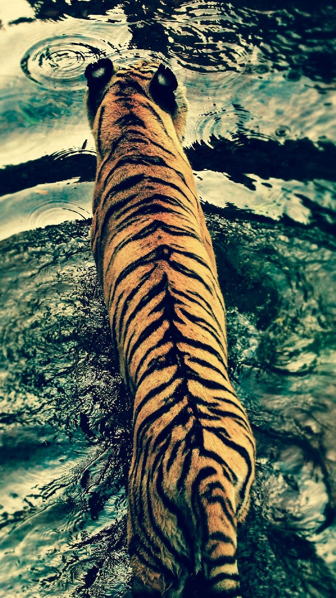 1080x1920 iPhone Wallpaper Tiger crossing the river HD Wallpaper, Phone