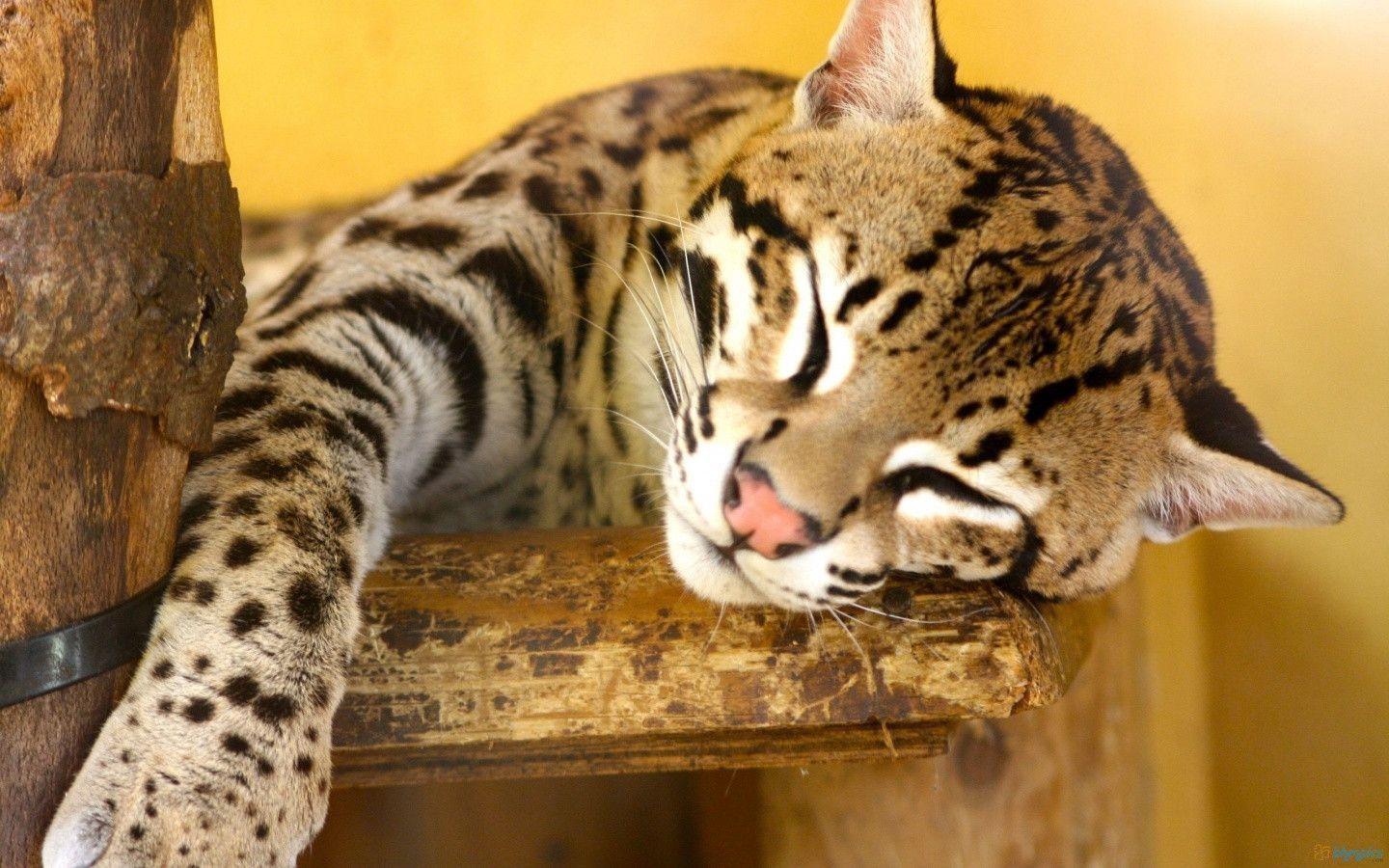 1440x900 Ocelot Wallpaper. Cats Wallpaper HD, Desktop