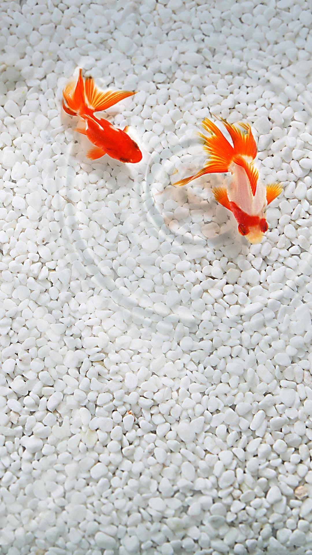 1080x1920 StarlessSkies. Colors ○. Goldfish, Fish and Fish, Phone