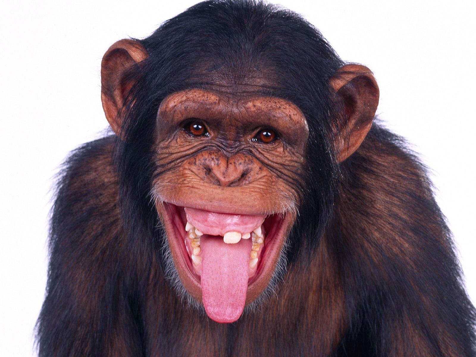 1600x1200 Chimpanzee Wallpaper and background, Desktop