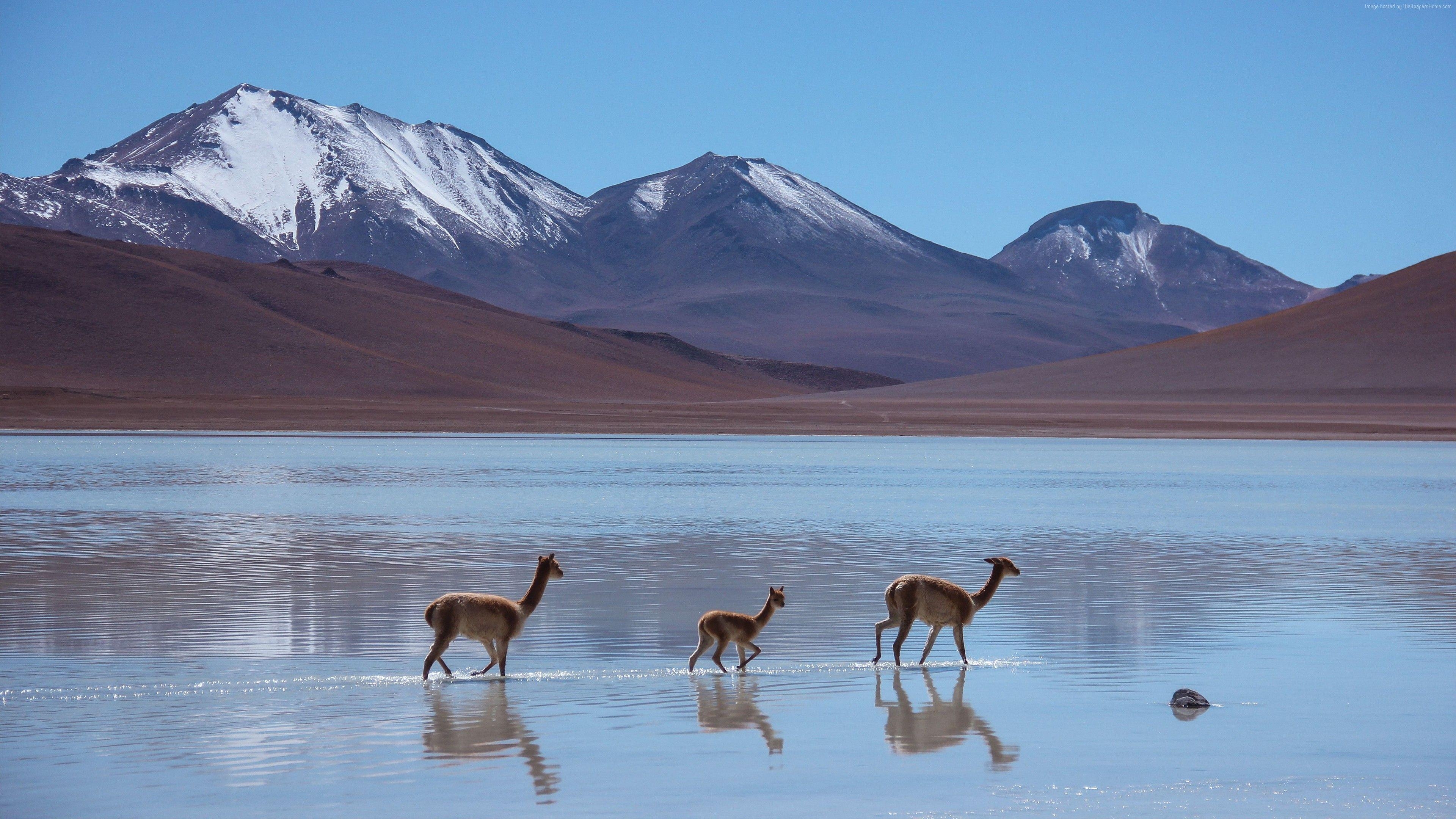 3840x2160 Wallpaper Lama, Laguna Blanca, Bolivia, mountains, Animals, Desktop