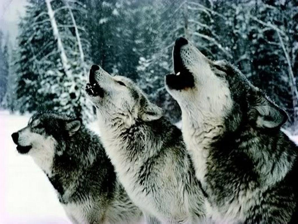 1030x770 Anime Wolves Howling Wallpaper, Desktop