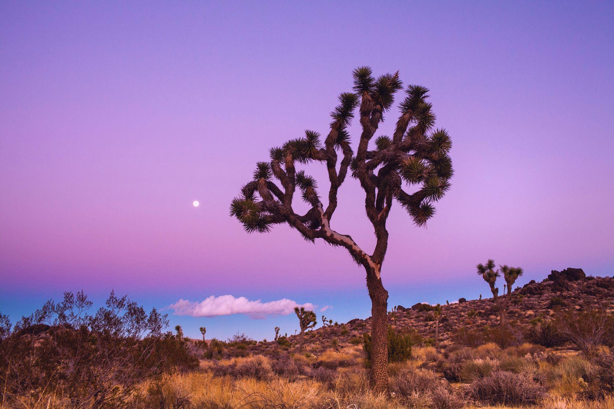 2050x1370 Joshua Tree National Park Winter, Desktop