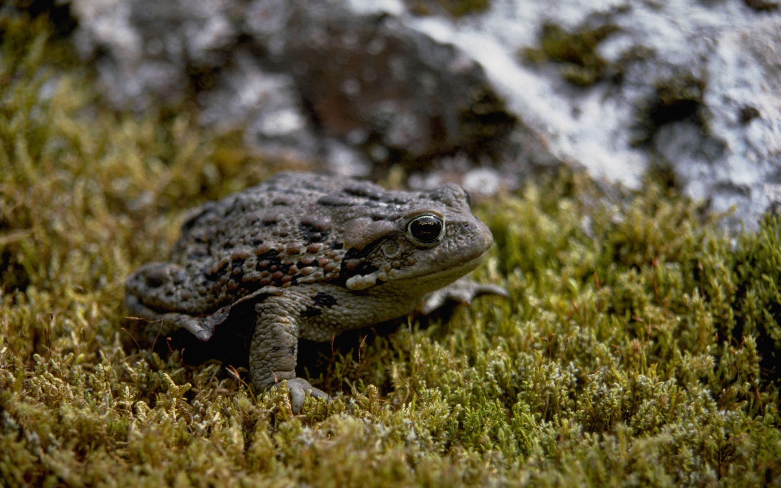 2560x1600 Toad Computer Wallpaper, Desktop Background  Id: 451107, Desktop