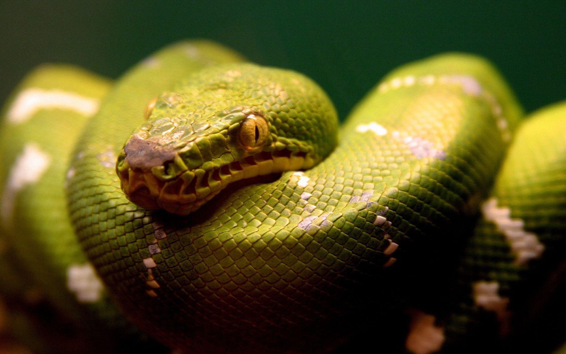 1920x1200 green snake Wallpaper, Desktop