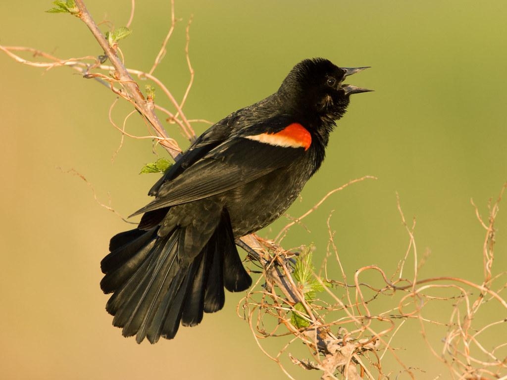 1030x770 Red Winged Black Bird Standard Desktop Wallpaper. Red Winge, Desktop