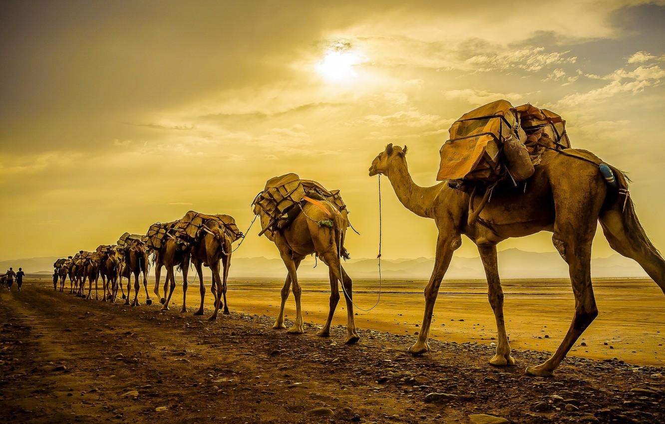 1340x850 Wallpaper sunset, camels, caravan image for desktop, Desktop