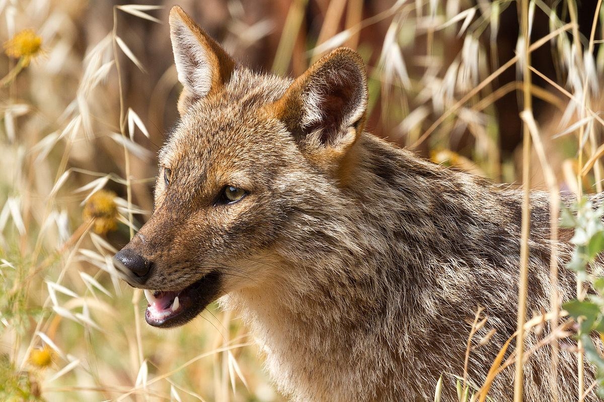 1200x800 First Ever Golden Jackal Spotted In The Netherlands, Desktop