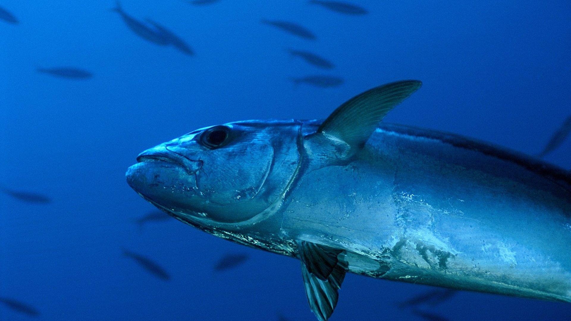 1920x1080 Tuna Tag wallpaper: Underwater Fishes Tuna Sea Fish Ocean, Desktop