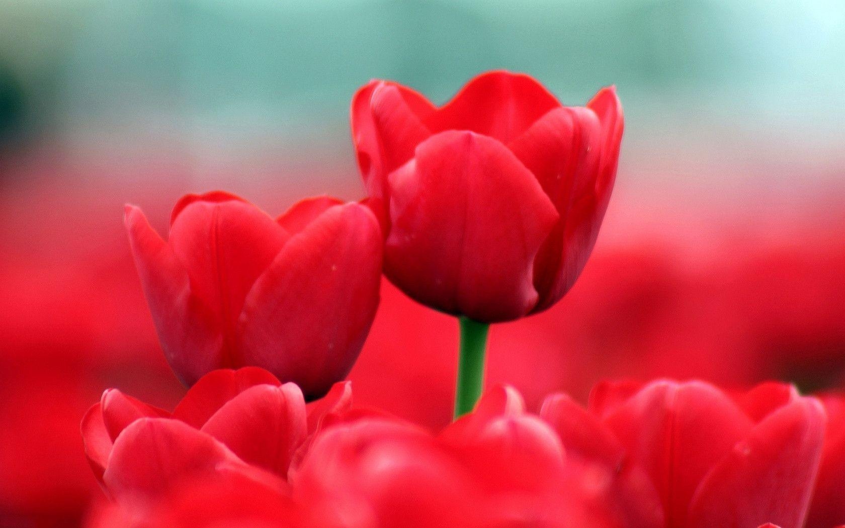 1680x1050 Red Tulips Wallpaper, Desktop