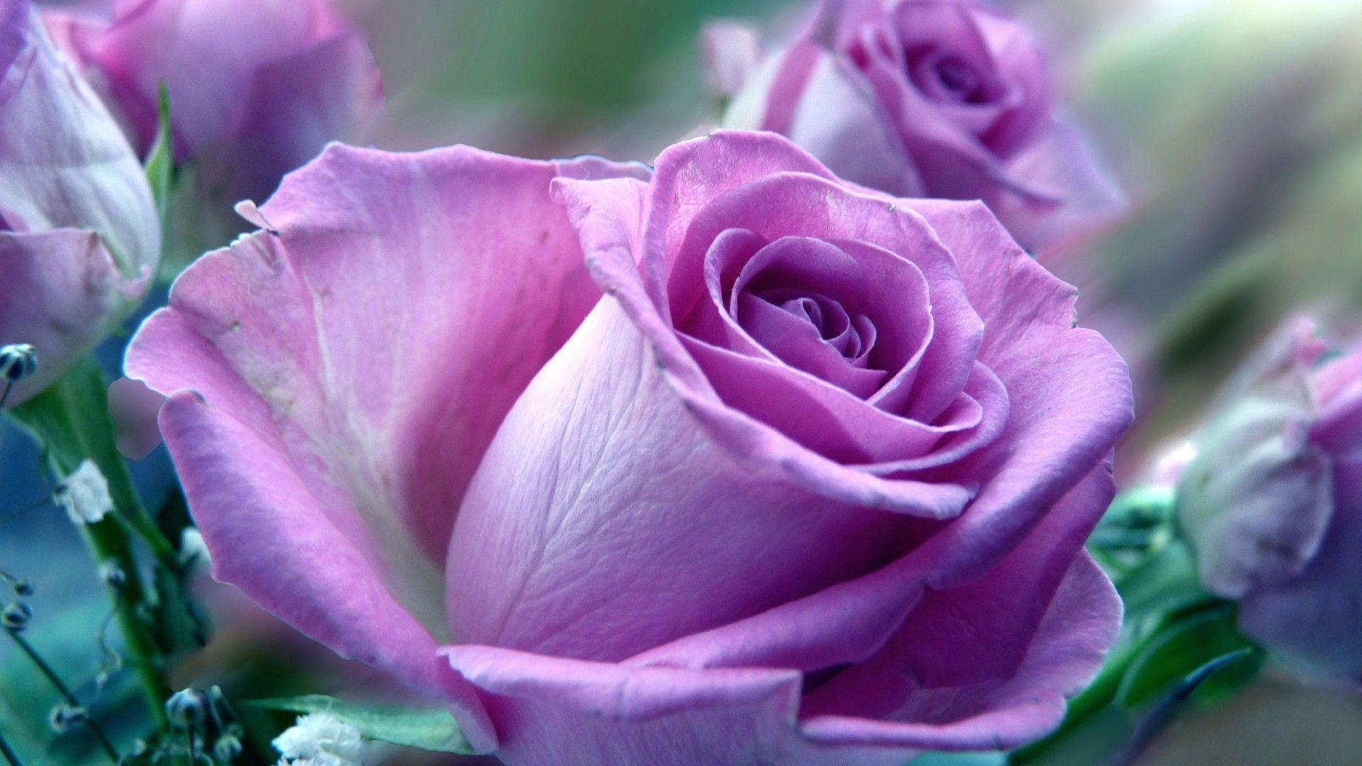 1920x1080 Wallpaper Of Purple Rose Flowers Background 1 HD Wallpaper, Desktop