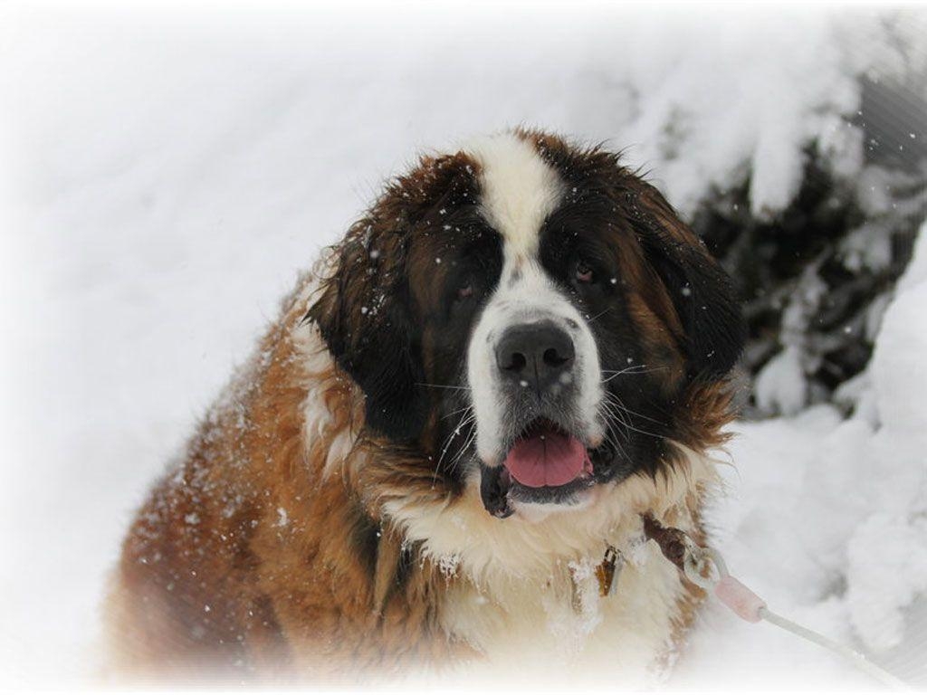 1030x770 St Bernard Wallpaper 20324 Best HD Wallpaper. Wallpaiper, Desktop