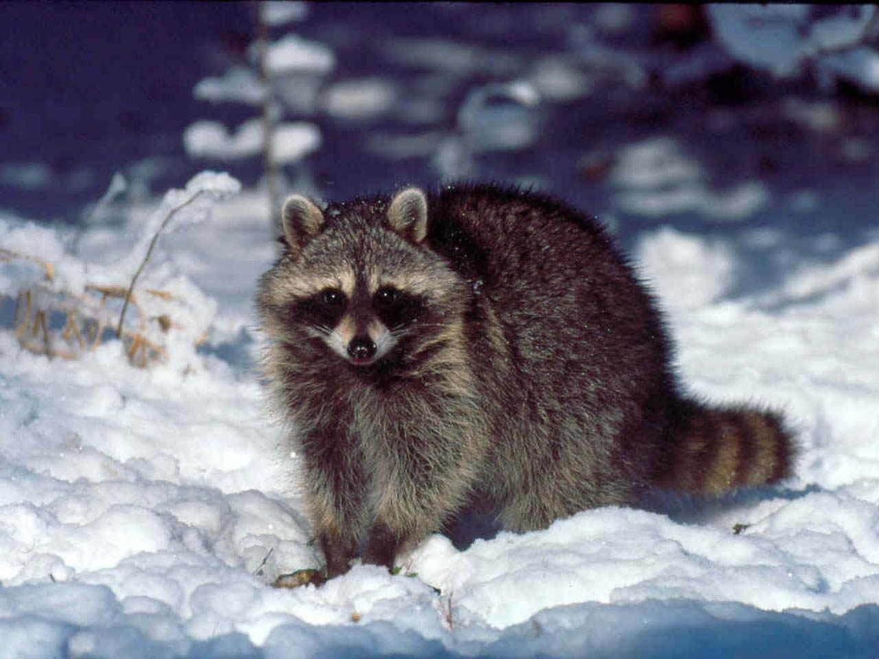 1280x960 Raccoon Wallpaper Cute and Docile, Desktop