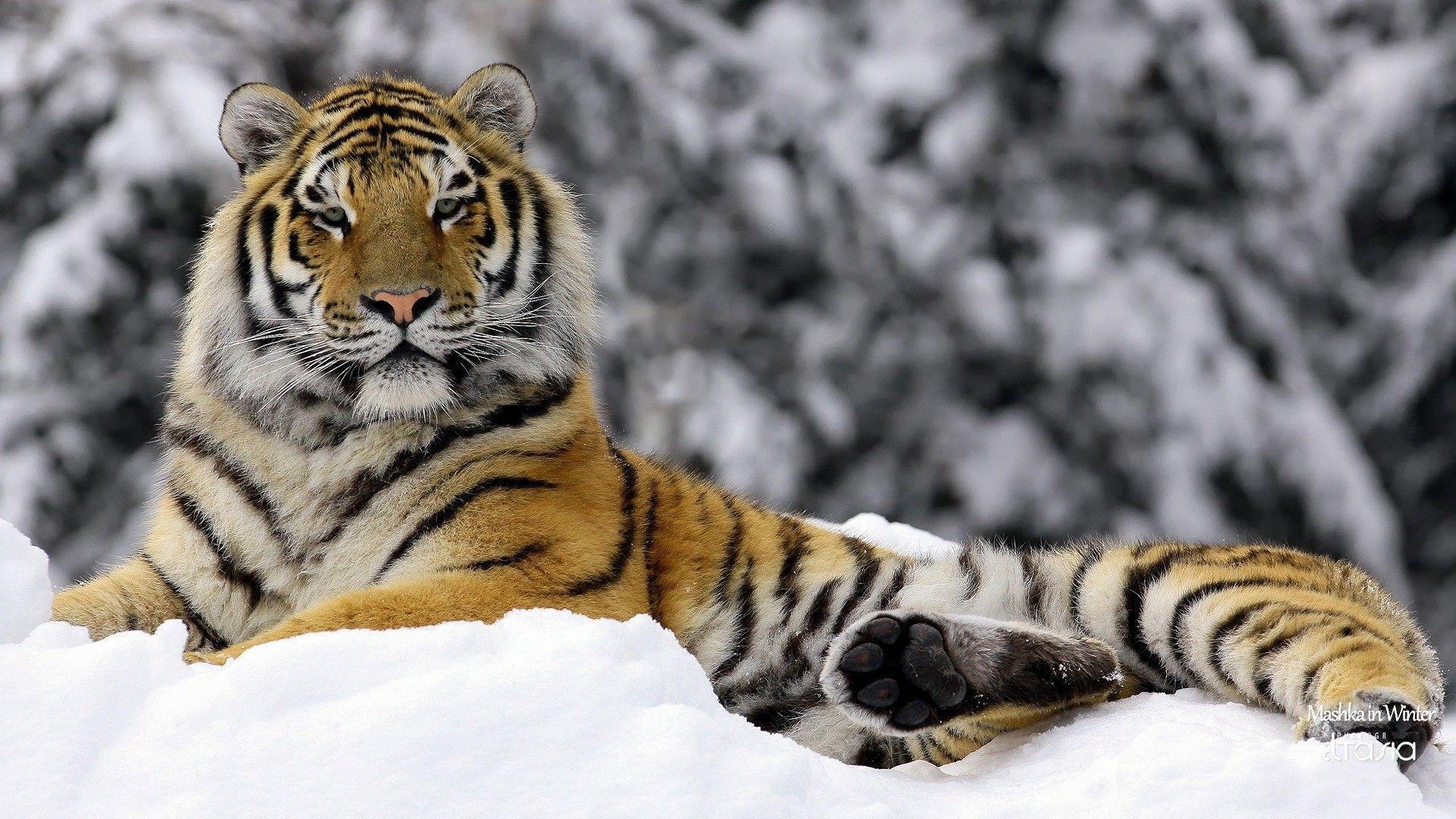 1920x1080 Tiger Wallpaper HD wallpaper, Desktop