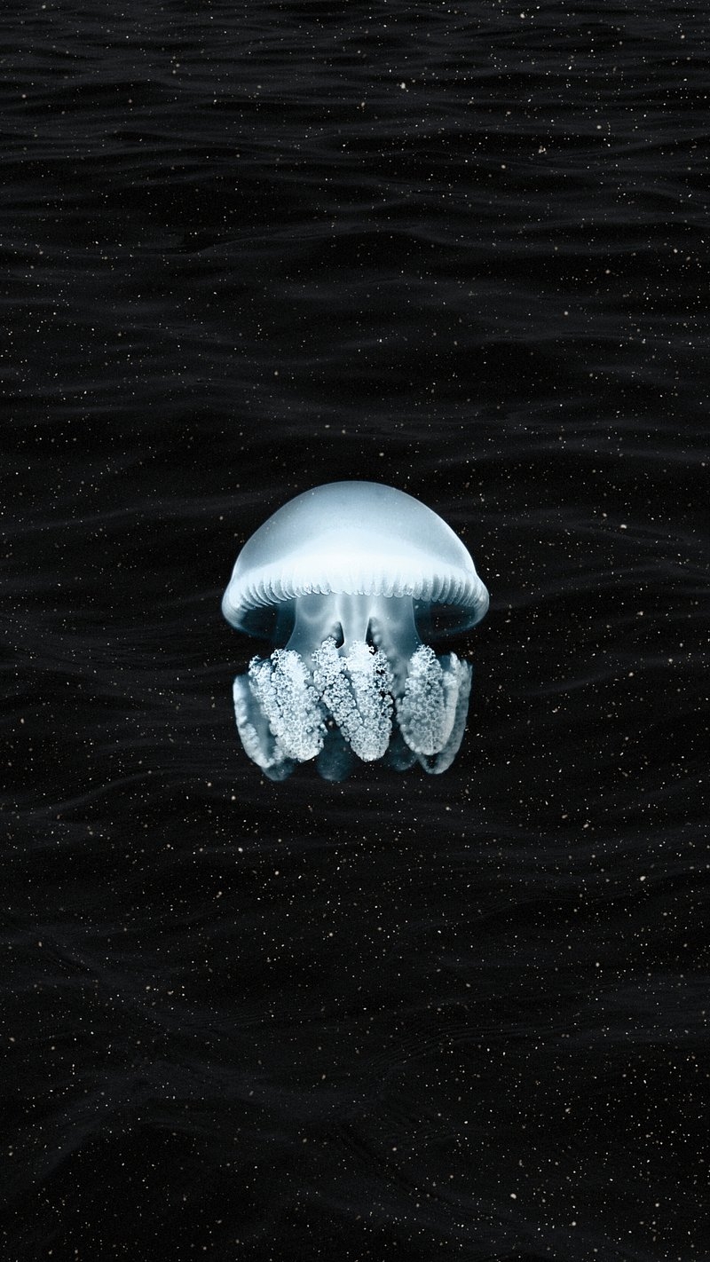 800x1430 Jellyfish iPhone Wallpaper Image Wallpaper, Phone