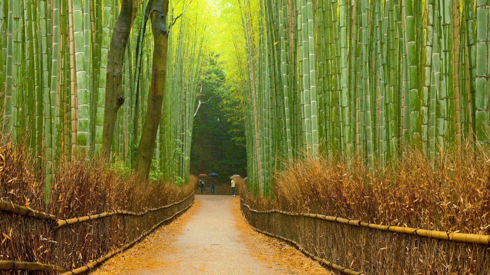 1600x900 Arashiyama Wallpaper Free Arashiyama Background, Desktop