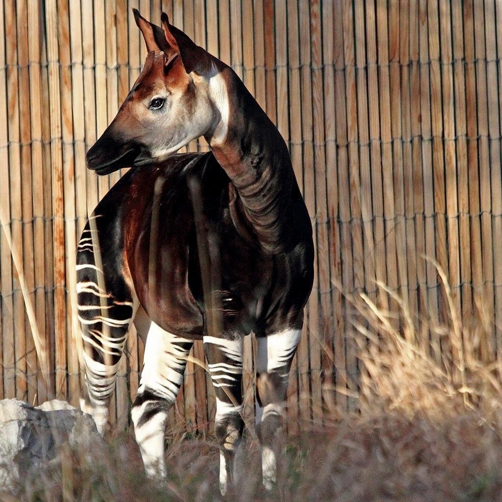 1030x1030 Okapi, Phone