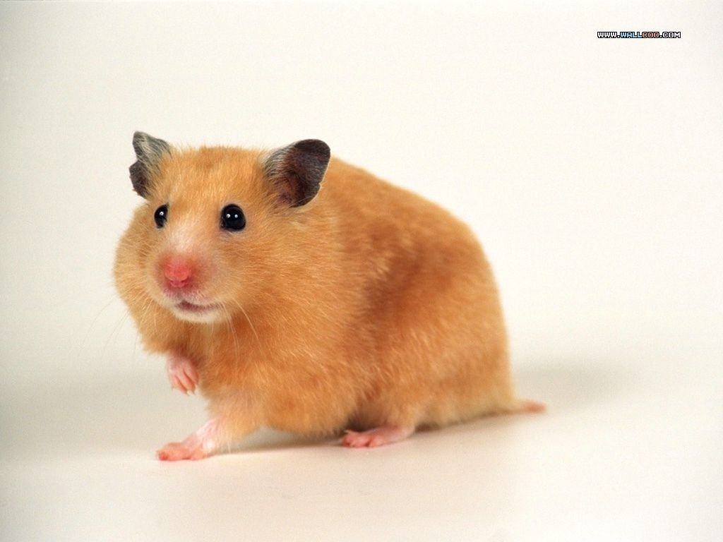 1030x770 Hamster Meme Wallpaper Free Hamster Meme Background, Desktop