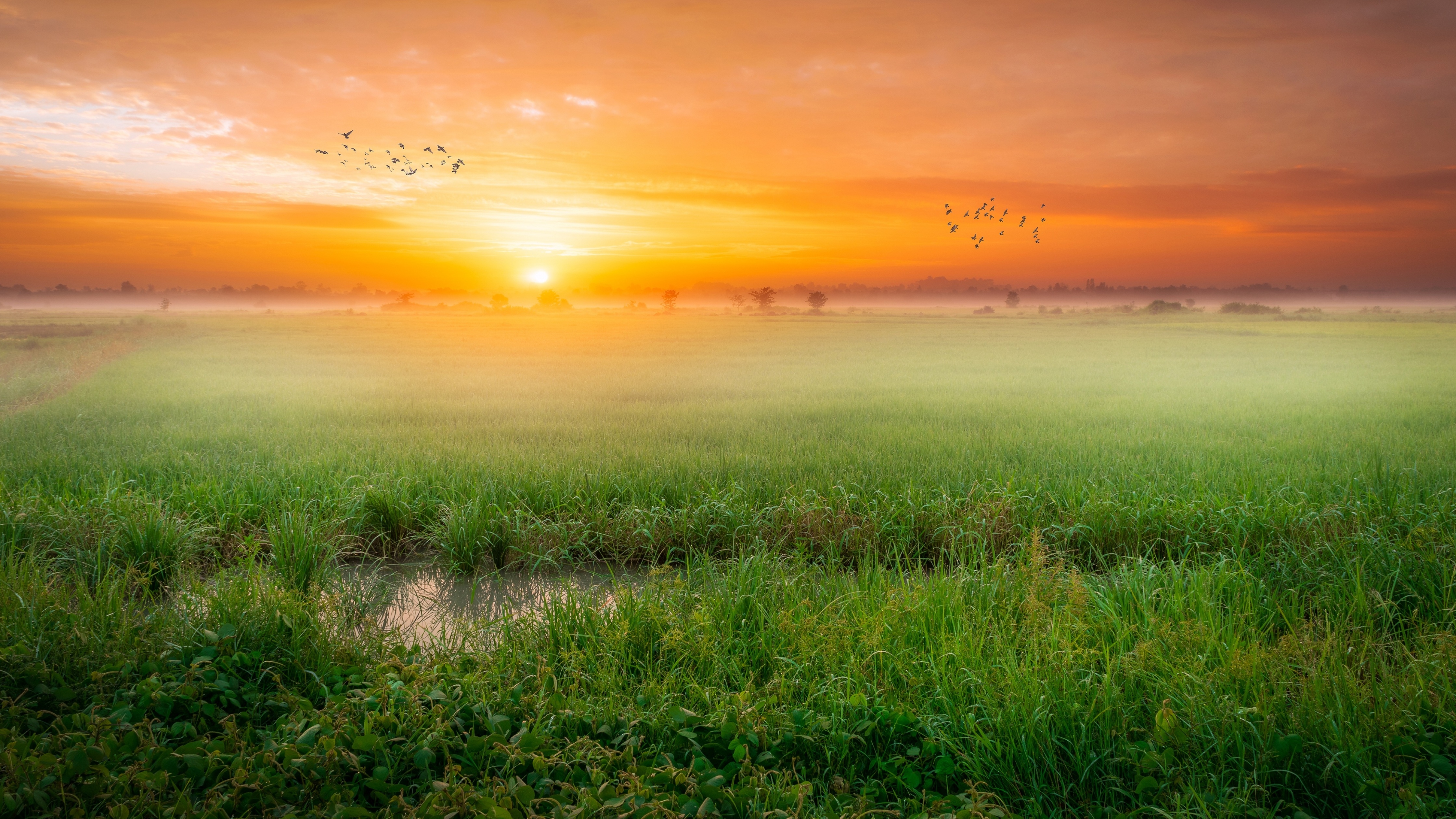 4480x2520 Sunrise Wallpaper 4K, Paddy fields, Landscape, Countryside, Nature, Desktop