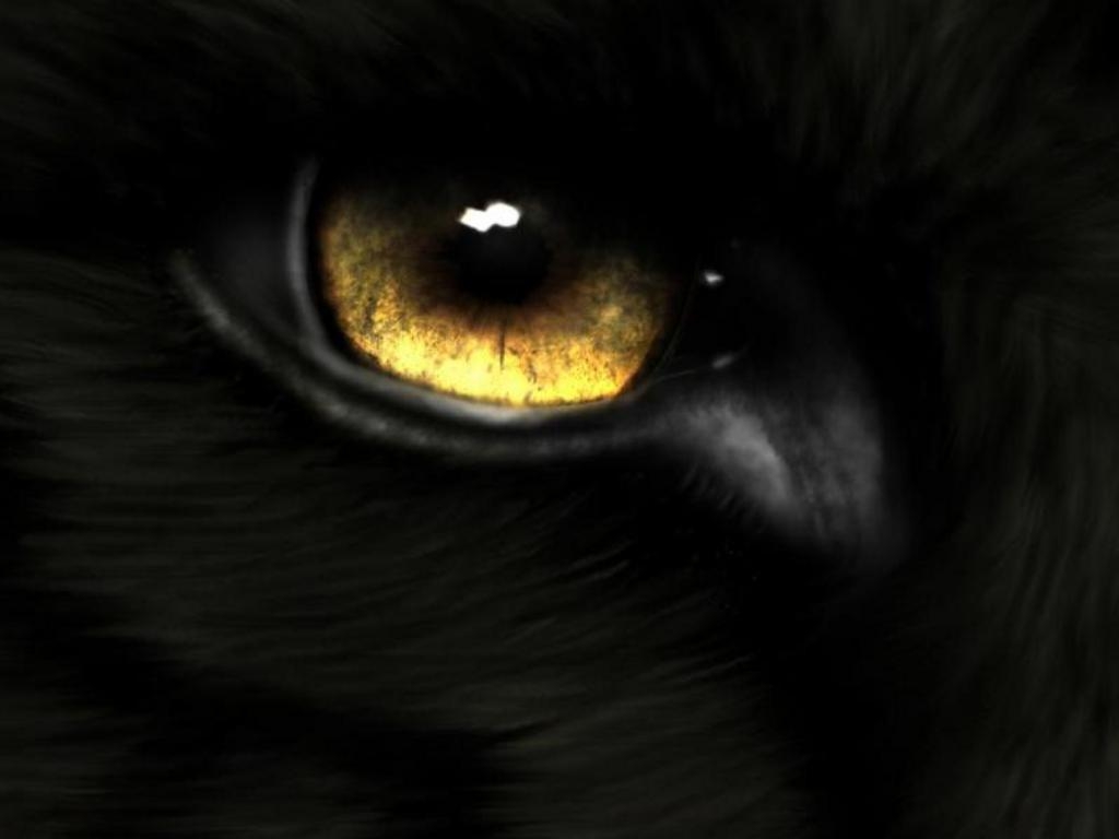 1030x770 Wallpaper For > Black Wolf Eyes Wallpaper, Desktop