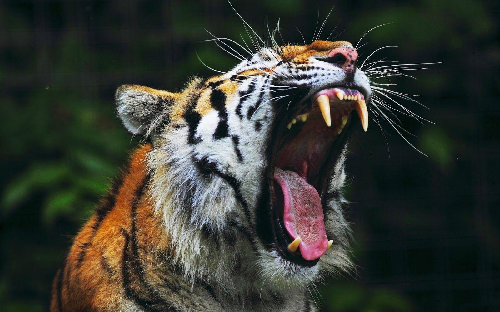 1600x1000 Angry tiger wallpaper, Desktop