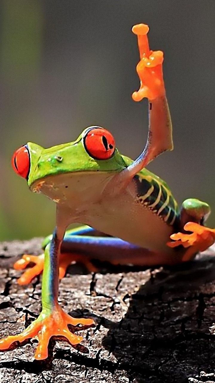 720x1280 Red Eyed Tree Frog Phone Wallpaper, Phone