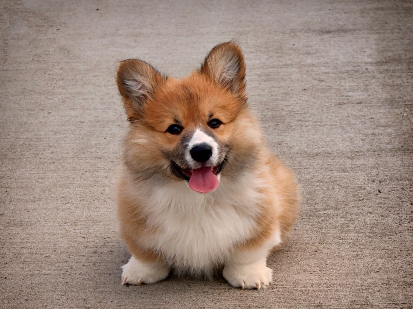 1400x1050 Download wallpaper  welsh corgi, puppy, dog, cute standard 4:3 HD background, Desktop