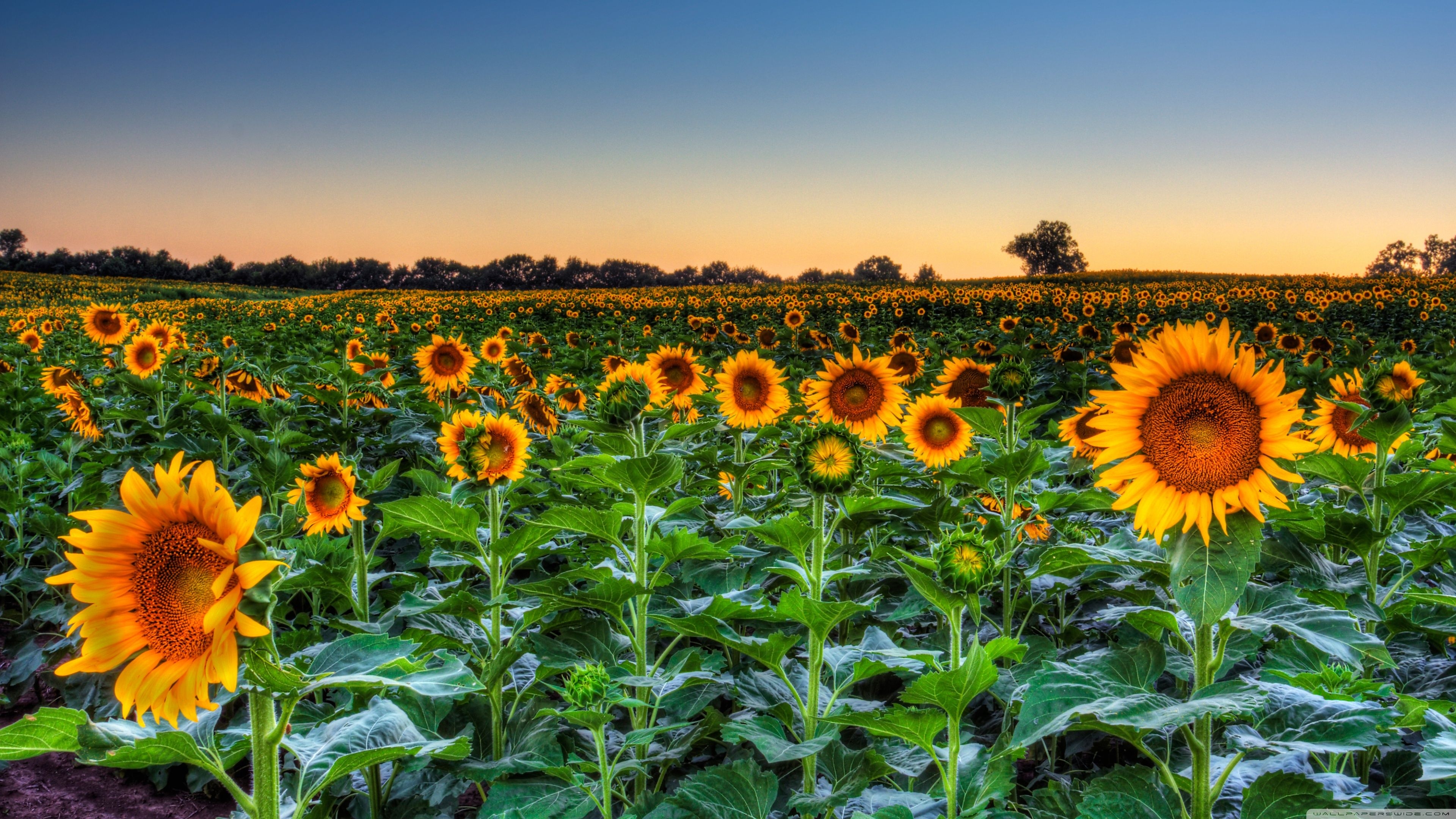 3840x2160 Sunflower Field Sunset Ultra HD Desktop Background Wallpaper for 4K UHD TV, Widescreen & UltraWide Desktop & Laptop, Multi Display, Dual Monitor, Tablet, Desktop