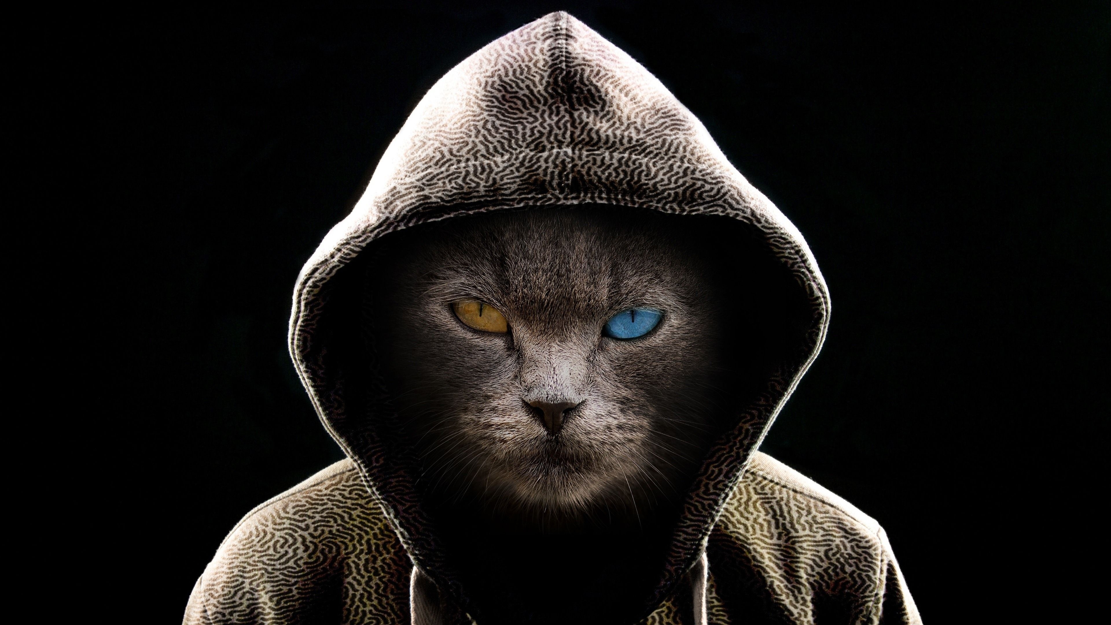 3840x2160 Download  wallpaper cat in hood, colored eyes, 4k, uhd 16: widescreen,  HD image, background, 23029, Desktop