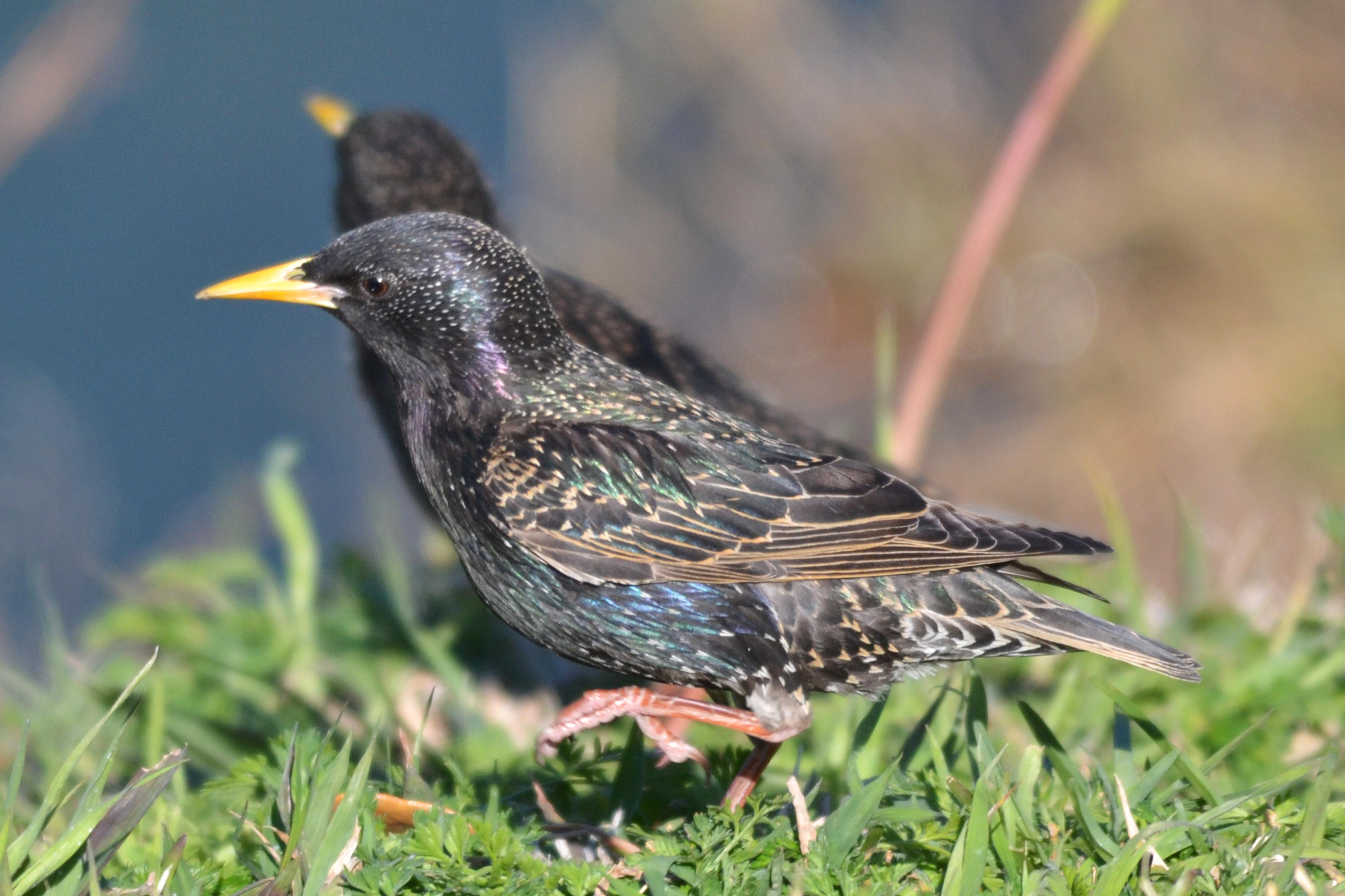 5400x3600  starling HD background. starling, Desktop