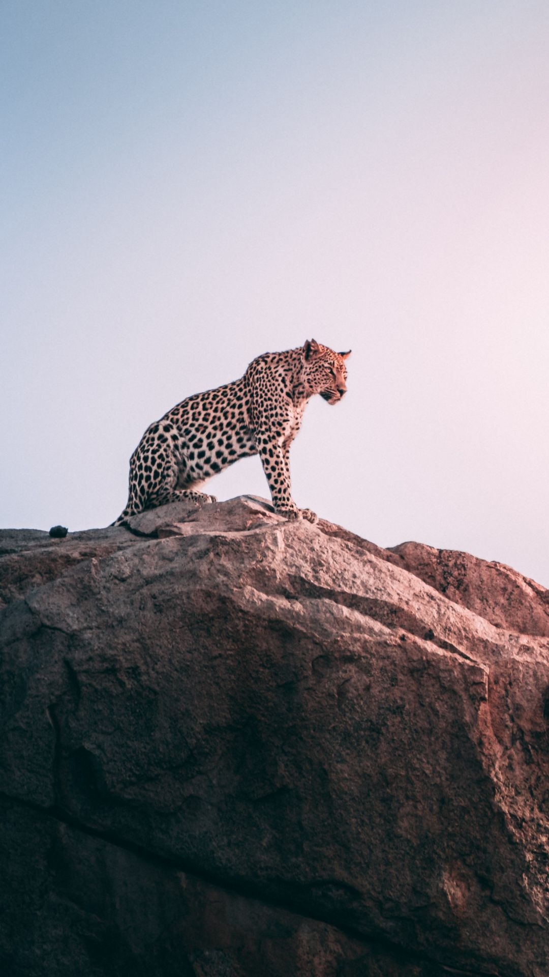 1080x1920 Cheetah Wallpaper Cheetah Background Download, Phone