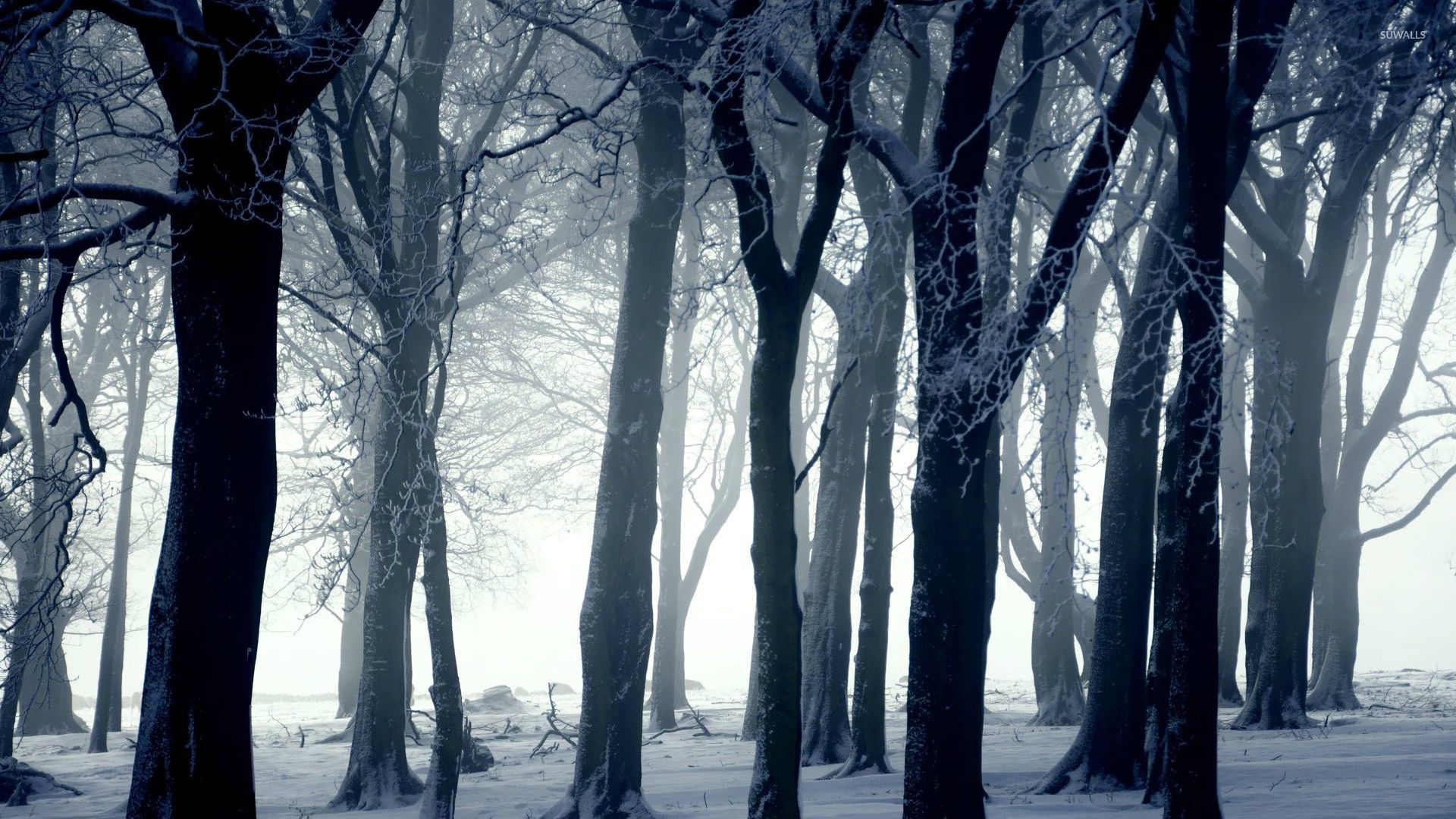 1920x1080 Dark Winter Forest Background, Desktop