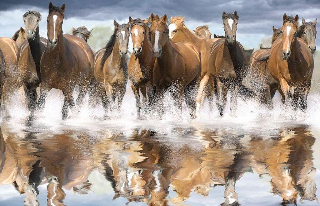 1030x670 Animals For > Wild Horses Wallpaper, Desktop