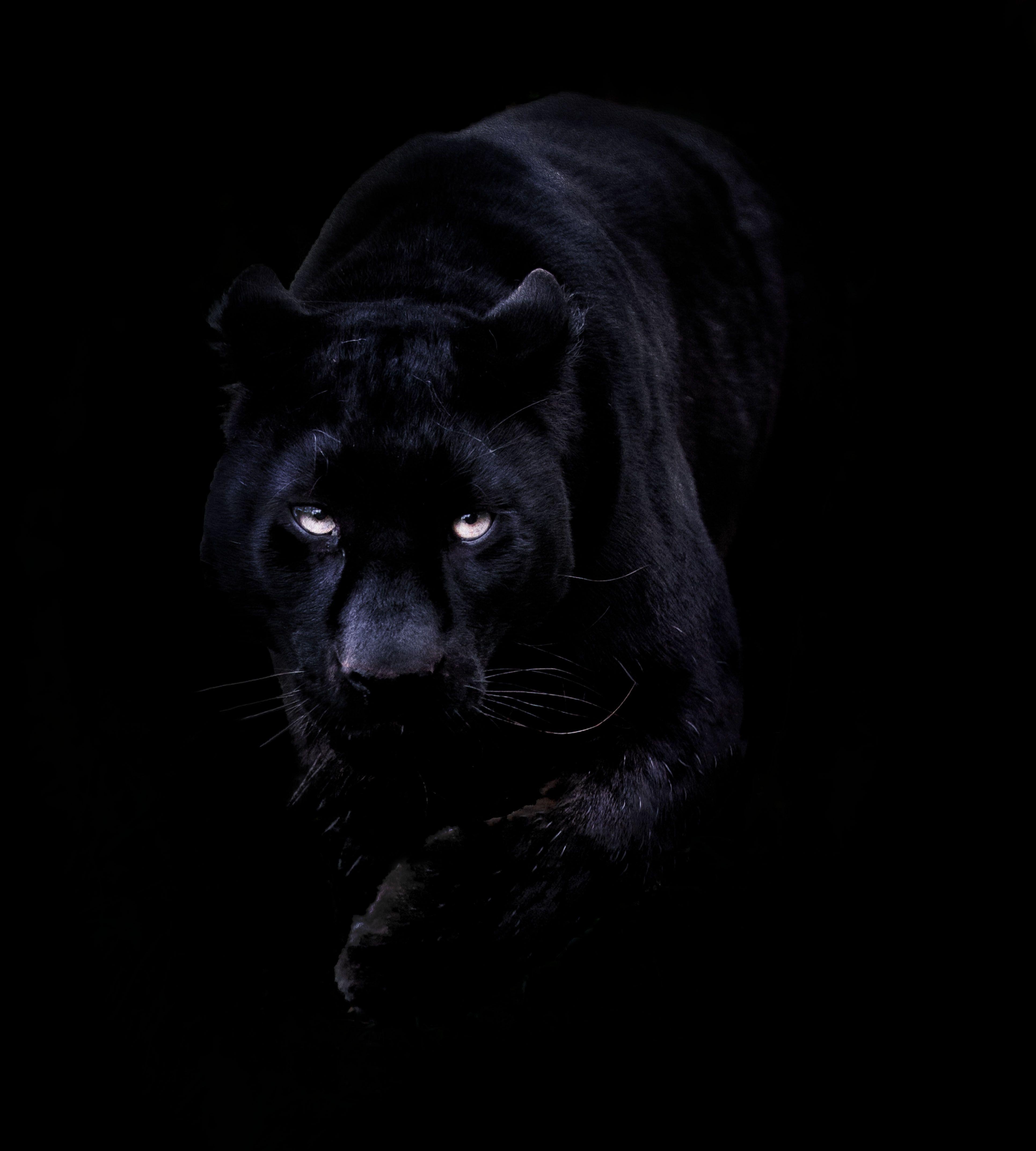 3860x4290 Best Of Black Panther Animal Wallpaper iPhone Design, Phone