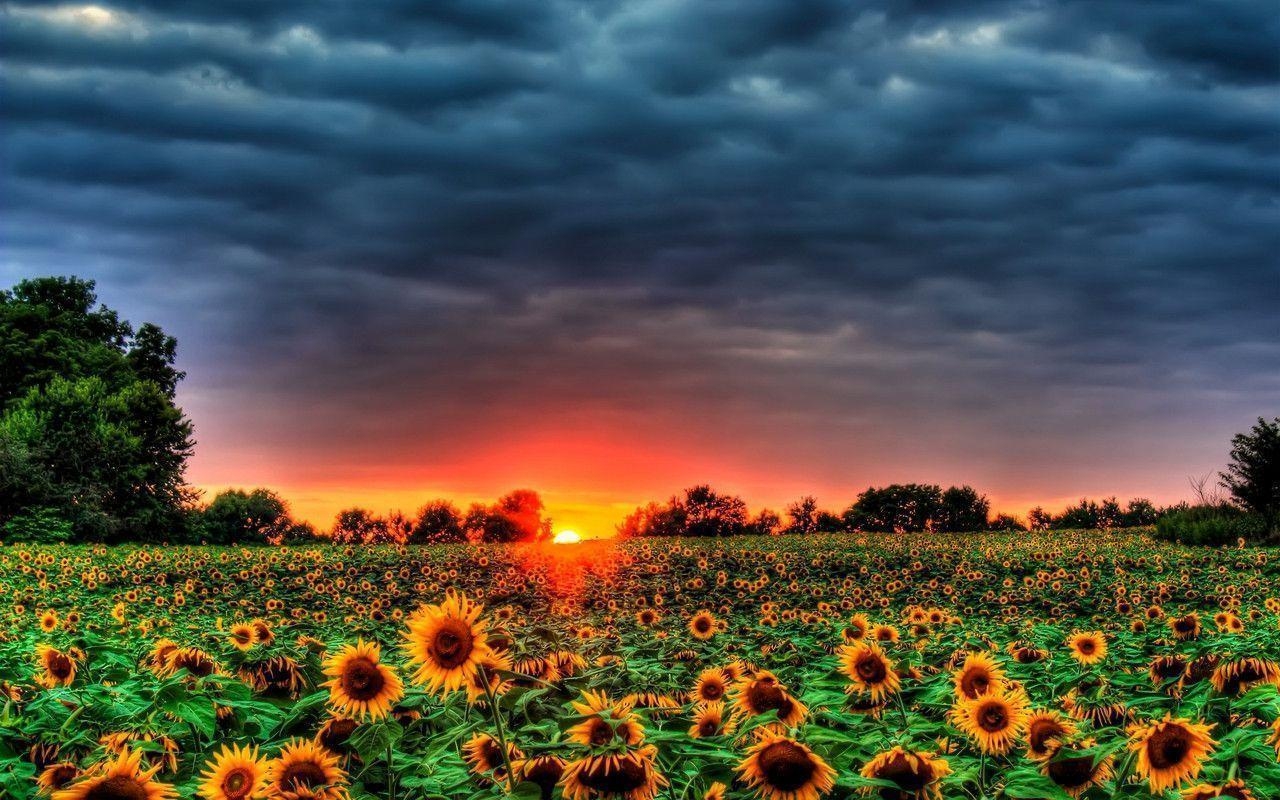 1280x800 Sunflowers Wallpaper 4 Wallpaper. Risewall, Desktop