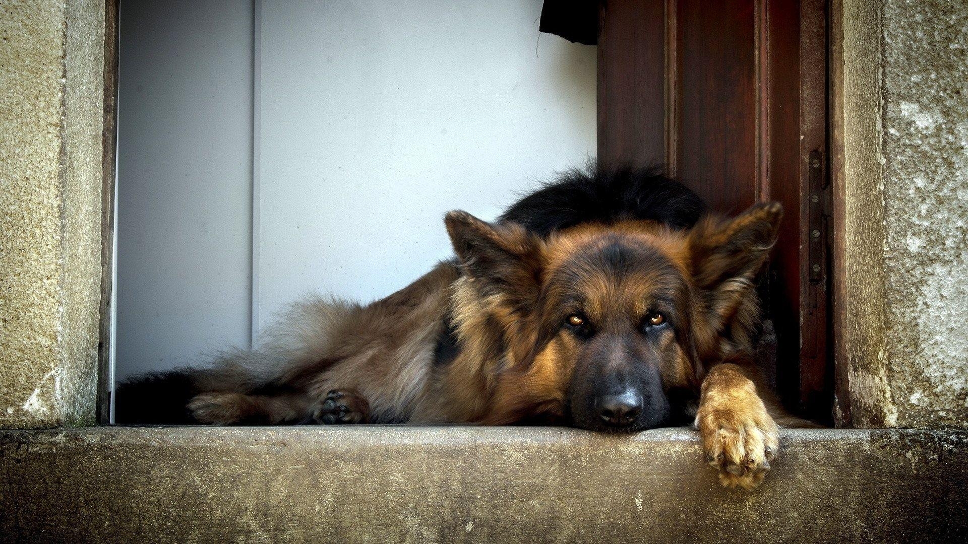 1920x1080 Download Wallpaper  german shepherd, dog, lying, waiting, Desktop