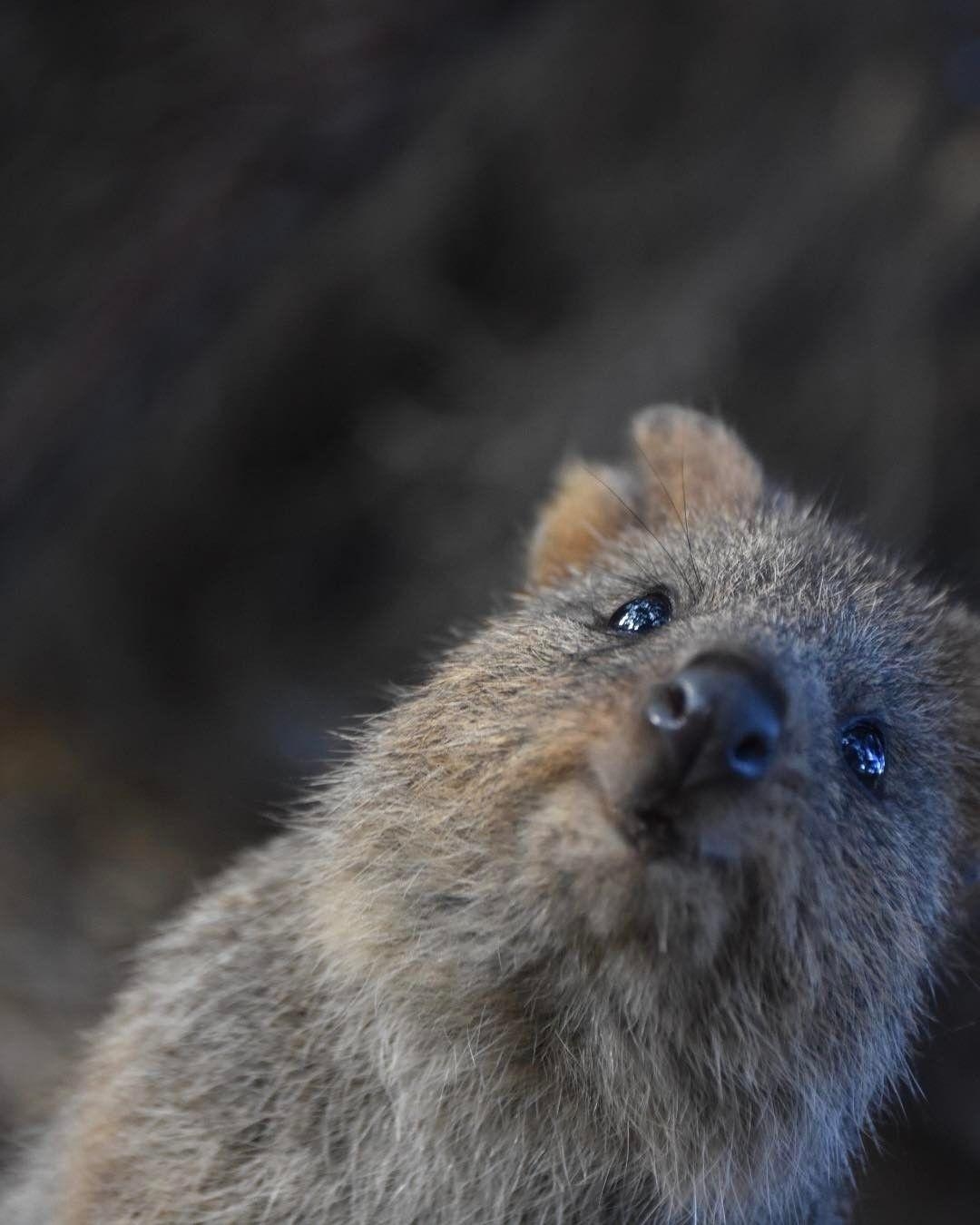 1080x1350 Quokka: Das glücklichste Tier der Welt. Quokka, Animal and Squirrel, Phone